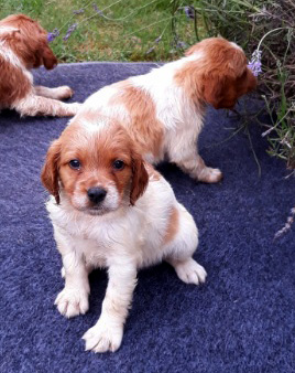 chiot epagneul breton